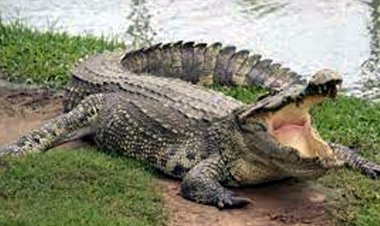 2 मोटर से 2 घंटे तक उलीचा खाल  का पानी तब दिखा मगरमच्छ, ग्रामीणों की मदद से वन विभाग की टीम ने पकड़ा