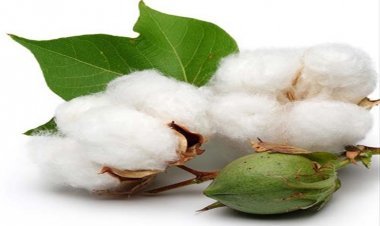 बिना लाइसेंस और अनुमति के कपास बेचा या खरीदा तो दर्ज हो जाएगी एफआईआर, राजसात हो जाएगा अवैध बीज, निरीक्षण दल गठित