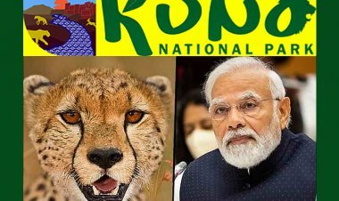 प्रधानमंत्री नरेंद्र मोदी 17 सितंबर को अपने जन्मदिन पर नामीबिया से लाए गए 8 चीतों को कूनो नेशनल पार्क में छोड़ेंगे