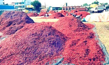 मिनी गुंटूर के नाम से प्रसिद्ध बेडिय़ा मिर्च मंडी में बिचौलियों का बोलबाला, रतलाम के व्यापारी संगठन ने सरकार से समाधान की लगाई गुहार