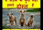 बड़ा सवाल ? क्या सड़क पर रहने वाले पशु हमारे नहीं