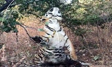 बाघ की फांसी लगने से मौत, पन्ना टाइगर रिजर्व के पास क्लच वायर से पेड़ पर लटका मिला शव, लोग बोले- यह सुसाइड कैसे कर सकता है