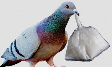 अजब-गजब : ‘कबूतर जा जा जा, क्रिस्टल मेथ ड्रग की पुड़िया जेल में दे आ...’ जेल की दीवार पर बैठते ही कबूतर हो गया गिरफ्तार