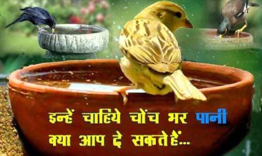 पक्षियों के दाना-पानी के लिए जैन श्वेताम्बर सोशल ग्रुप कल निःशुल्क बांटेगा सकोरे, इन्हें चाहिए सिर्फ चोंच भर पानी, क्या आप भी दे सकते हैं...
