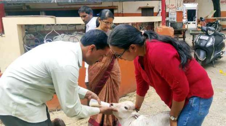 खुले में बछड़े को जन्म देने वाली गाय ने तड़प-तड़प कर तोड़ दिया दम, कुत्तों ने भी नोचा लेकिन बेरहम पशु मालिक का दिल नहीं पसीजा, दर्ज हो गई एफआईआर