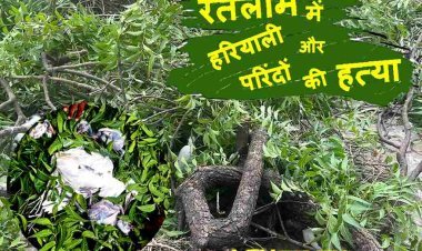 इस बेशर्मी पर लानत है : रतलाम में फिर हुई हरियाली और बेजुबान परिंदों की हत्या, पार्षद पति और कालिका माता मंदिर के पुजारी पर पेड़ कटवाने का आरोप