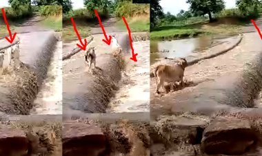 भारी बारिश से उफन पड़ीं नदियां, तेज बहाव के कारण बह गईं पुलिया पार कर रहीं आधा दर्जन गायें, देखें लाइव वीडियो