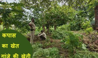 कपास के खेत में कर रहे थे गांजे की खेती, पुलिस ने जब्त किए 318 हरे पौधे, देखें वीडियो...