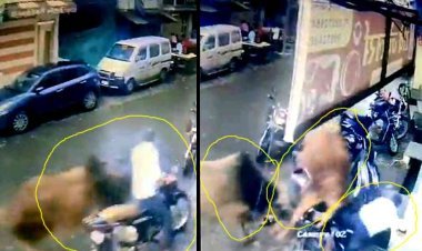 सांड ने किया ऐसा हमला कि उछलकर दूर जा गिरे बाइक सवार जनशिक्षक, सीसीटीवी कैमरे में कैद हुआ दिल दहलाने वाला नजारा, देखें वीडियो...