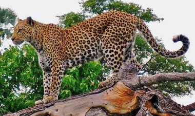 रतलाम : शहर के औद्योगिक क्षेत्र में तेंदुए की मौजूदी की सूचना ने बढ़ाई दशहत, सर्चिंग में नहीं मिला, खेतान फैक्टरी में दिखे वन्यप्राणी को वन विभाग ने लकड़बग्घा बताया