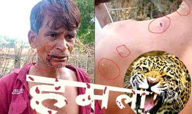 खेत पर काम कर रहे किसान पर तेंदुए का हमला ! वन विभाग के अमले ने तेंदुए के हमले से किया इनकार, सर्चिंग जारी