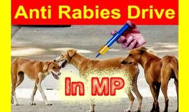 बड़ी खबर : रतलाम सहित मध्य प्रदेश के पांच शहर होंगे रैबीज फ्री, केंद्र सरकार के पायलेट प्रोजेक्ट के तहत कुत्तों और बंदरों अन्य जानवरों को लगेंगे इंजेक्शन