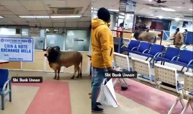 UP : उन्नाव की SBI में सांड घुंसने से मचा हड़कंप, लोग बोले- पैसे निकानले आया होगा, देखें वायरल वीडियो...