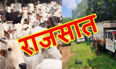 रतलाम में 500 गोवंश और 75 वाहन राजसात, 7 करोड़ रुपए है राजसात वाहनों और गोवंश का मूल्य