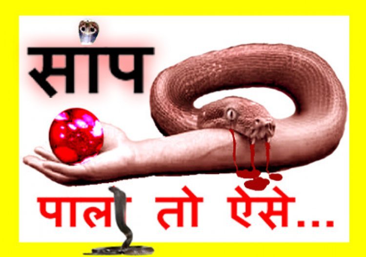 व्यंग्य : सांप पालो तो ऐसे पालो... -आशीष दशोत्तर